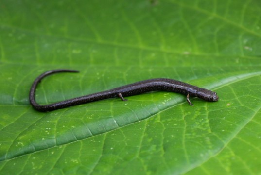 Registran por primera vez en Panamá una salamandra gusano en Colón